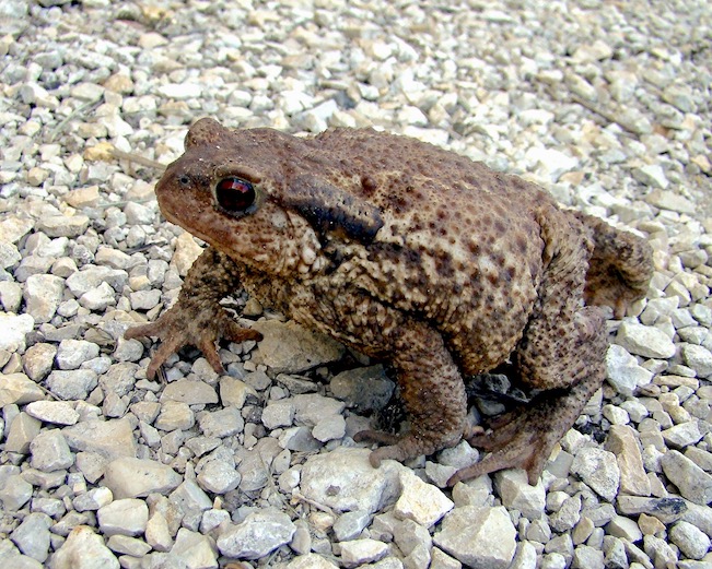 toad
